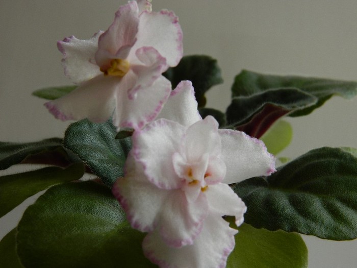 DSCN5635 - 0 Violete africane decembrie 2011