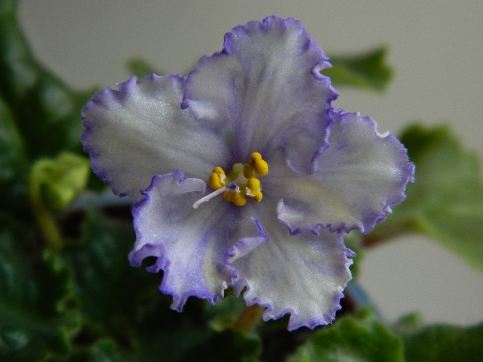 DSCN5639 ma's ching dinasty - 0 Violete africane decembrie 2011