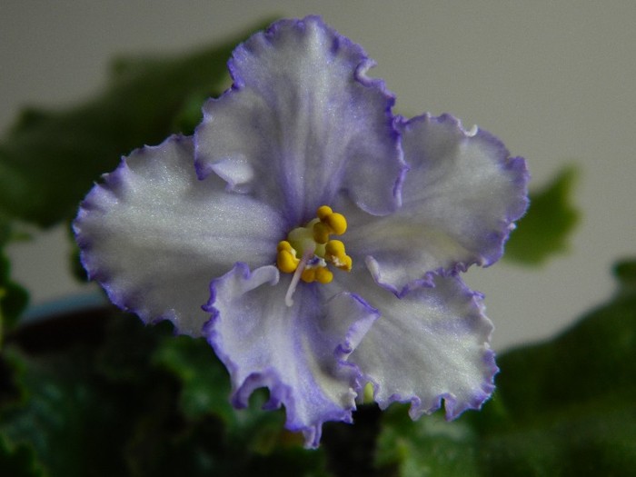 DSCN5640 - 0 Violete africane decembrie 2011