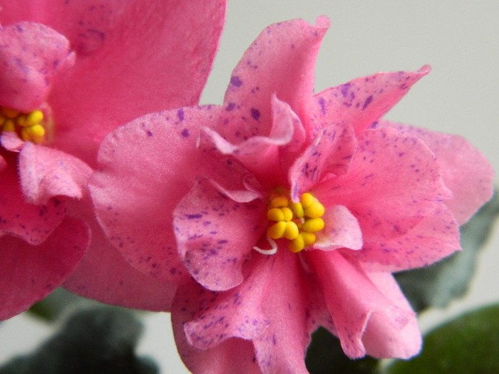 DSCN5648 - 0 Violete africane decembrie 2011