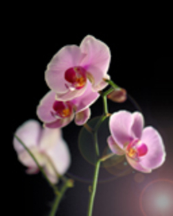 Orchid - diverseeeeeeee