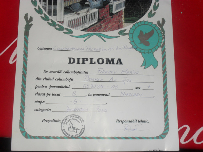 prima diploma - Inceputul meu in columbofilie