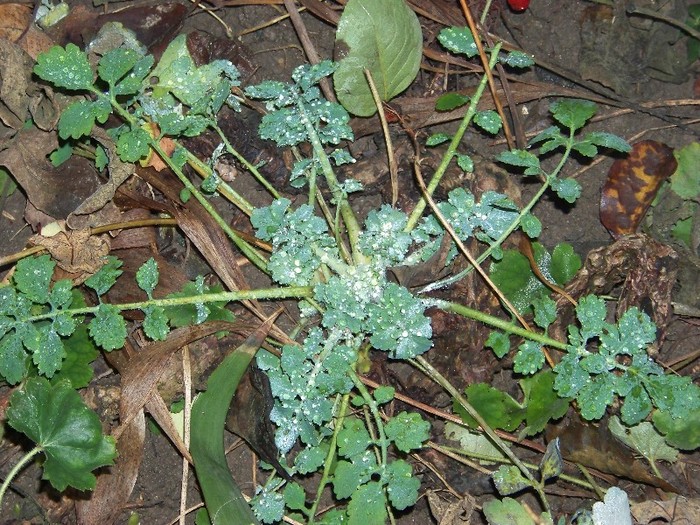 100_3015 - Iarna 2011  2012