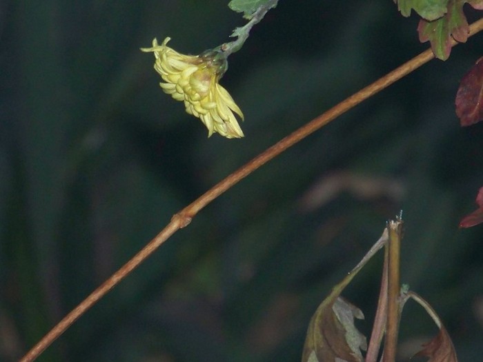 100_3018 - Iarna 2011  2012