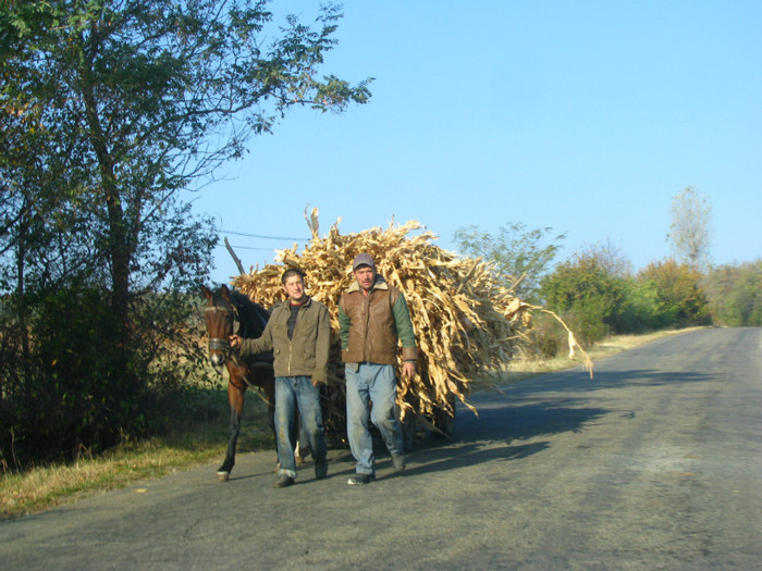 IMG_2604 - octombrie 2011 - cules de catina