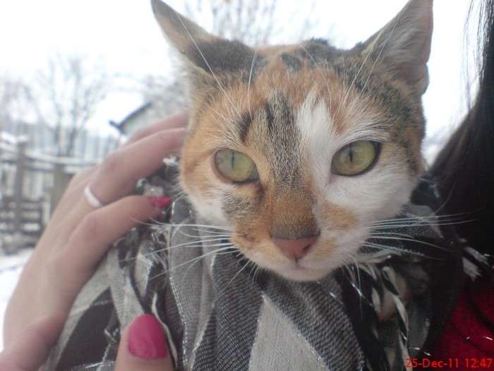 DSC03405 - 24 12 2011