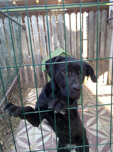 26122011240 - CANE CORSO