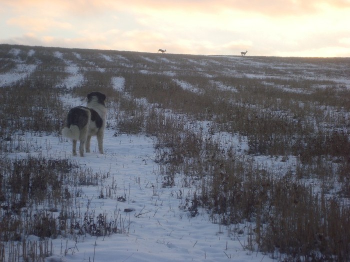 va vad,dar nu va prind