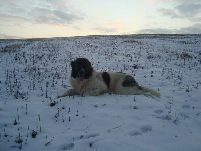 Raza de Brailita 1 an