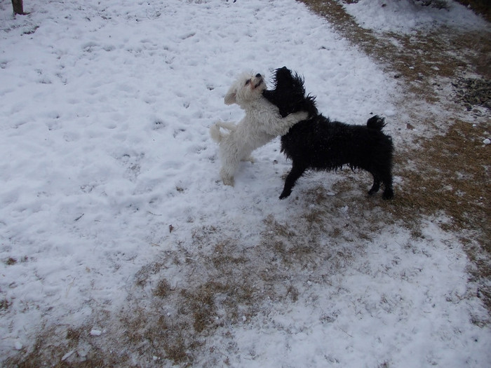 Bichon Havanez&Schnauzer pitic - Kutyaink-Our dogs -Cainii nostrii