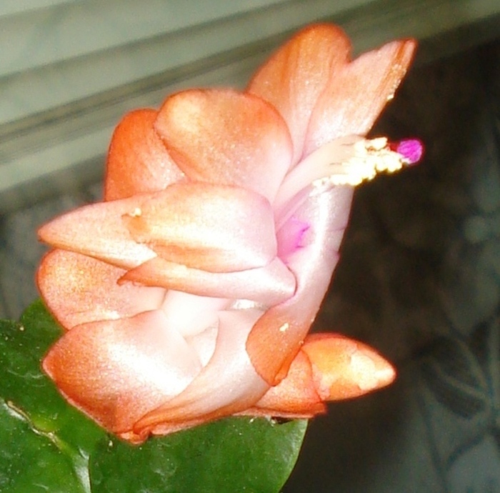 2011 - Craciunel - Schlumbergera