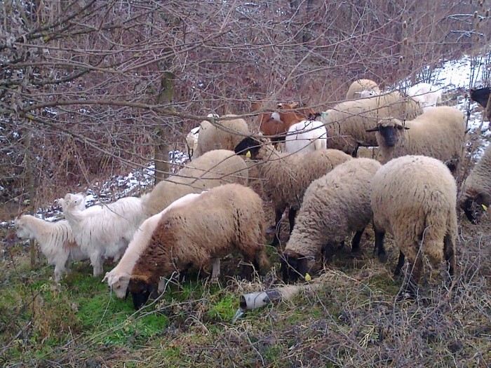 Fotografie1346 - prin zapada la pascut