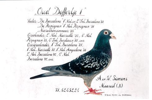 ouddoffertjeisimons40