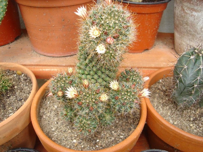 DSC03738 - Cactusi