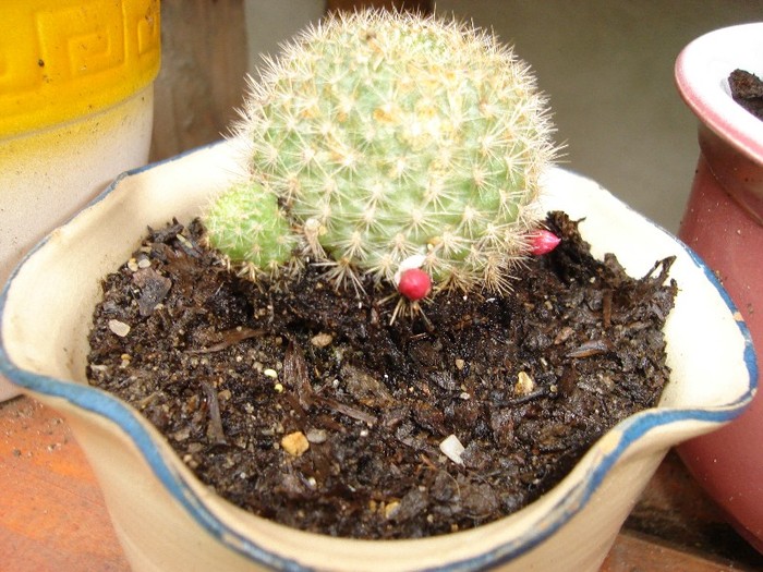 DSC03739 - Cactusi