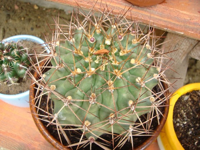 DSC03740 - Cactusi