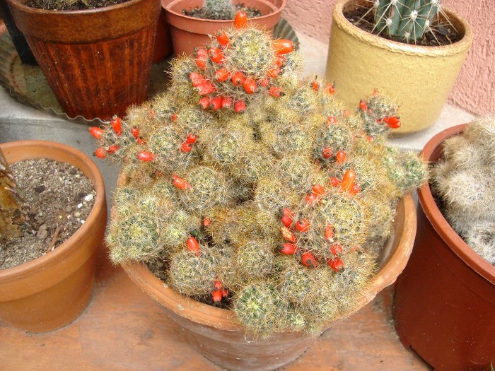 DSC03742 - Cactusi