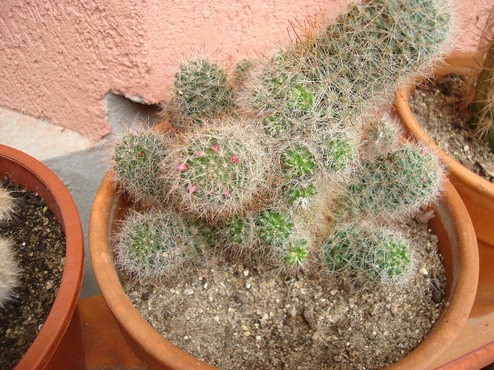 DSC03743 - Cactusi