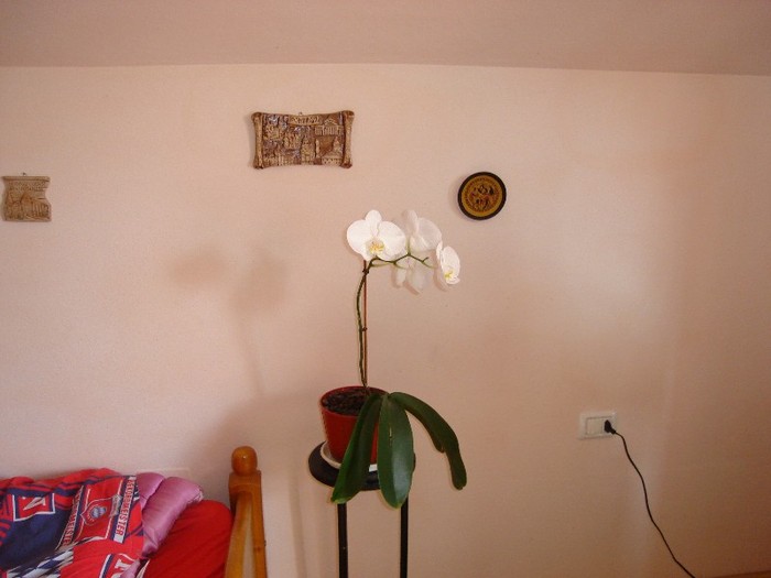 DSC03778 - Cactusi