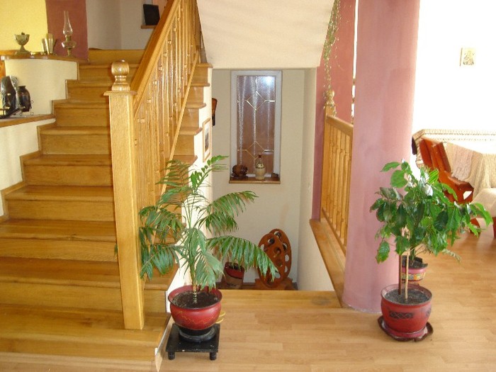 DSC03780 - Cactusi