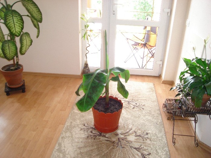 DSC03781 - Cactusi