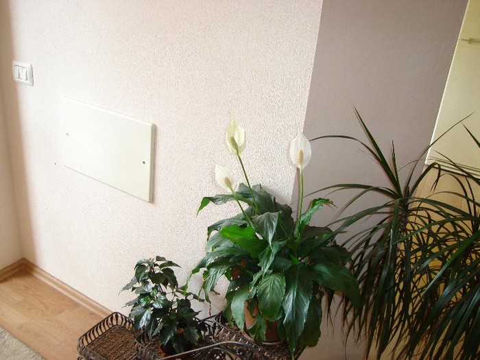 DSC03783 - Cactusi