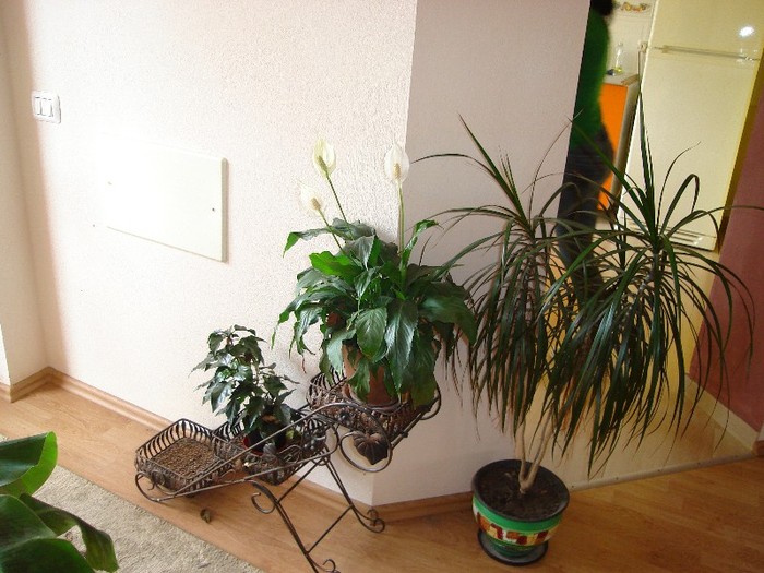 DSC03784 - Cactusi