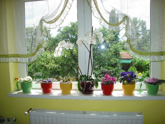 DSC03785 - Cactusi