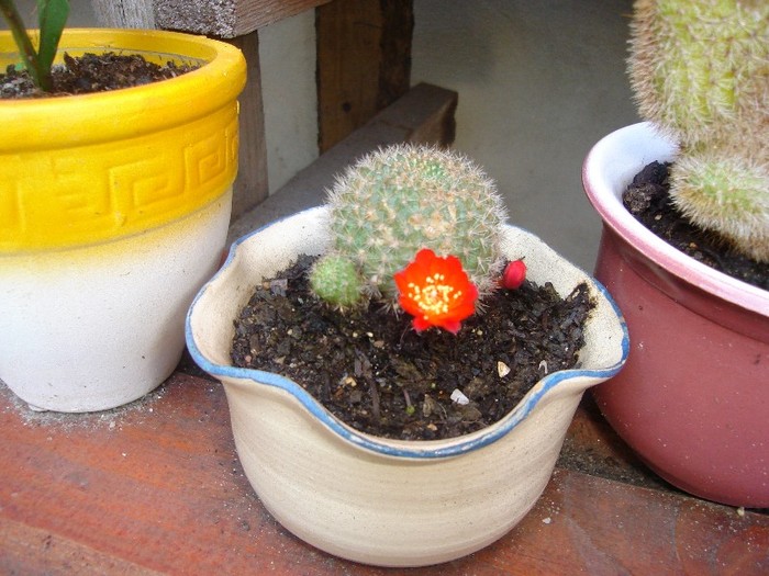 DSC03804 - Cactusi
