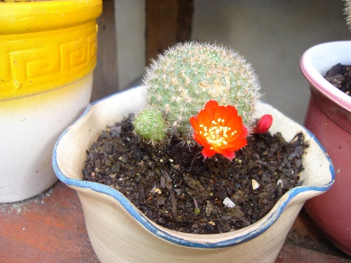 DSC03805 - Cactusi