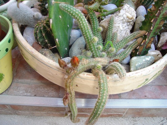 DSC03807 - Cactusi