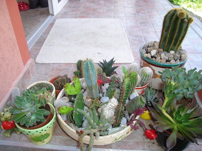 DSC03808 - Cactusi