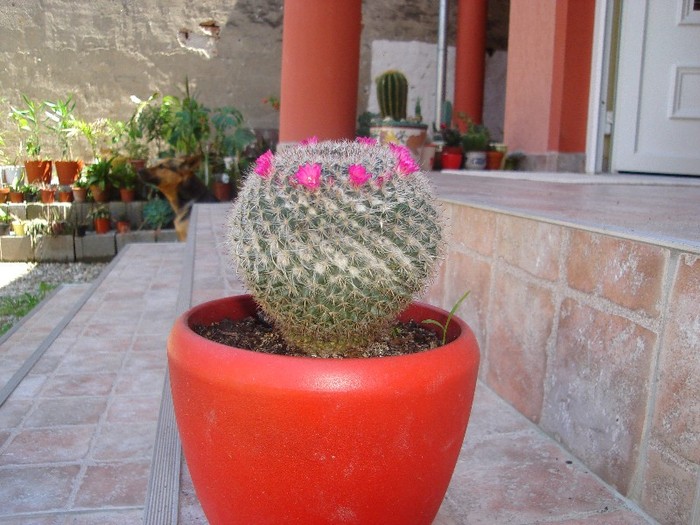 DSC03810 - Cactusi