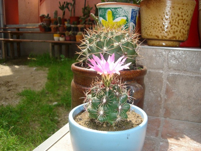 DSC03812 - Cactusi
