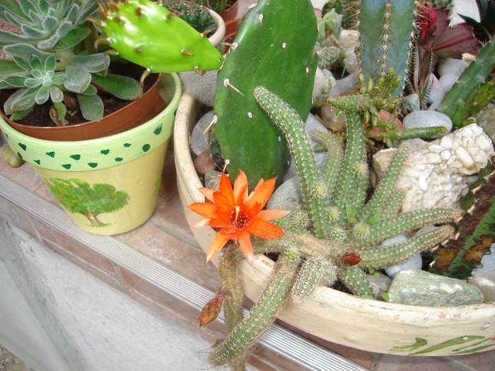 DSC03813 - Cactusi