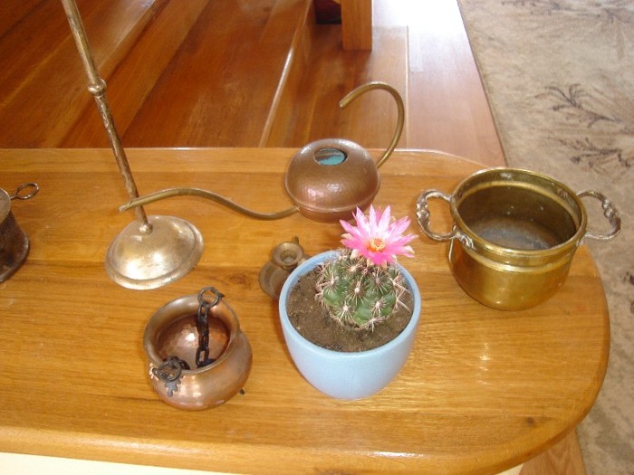 DSC03814 - Cactusi
