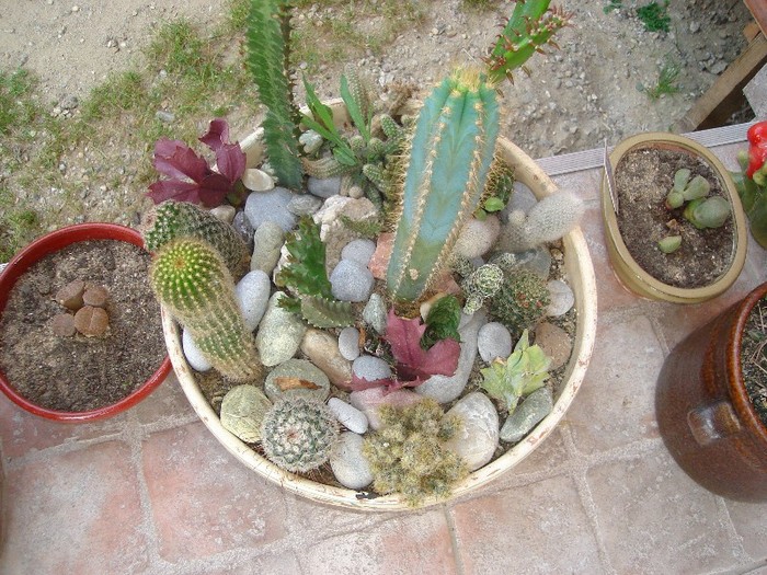 DSC03822 - Cactusi