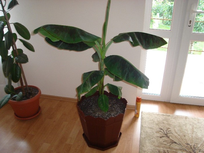 DSC03823 - Cactusi