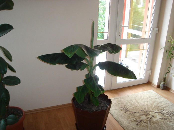 DSC03824 - Cactusi