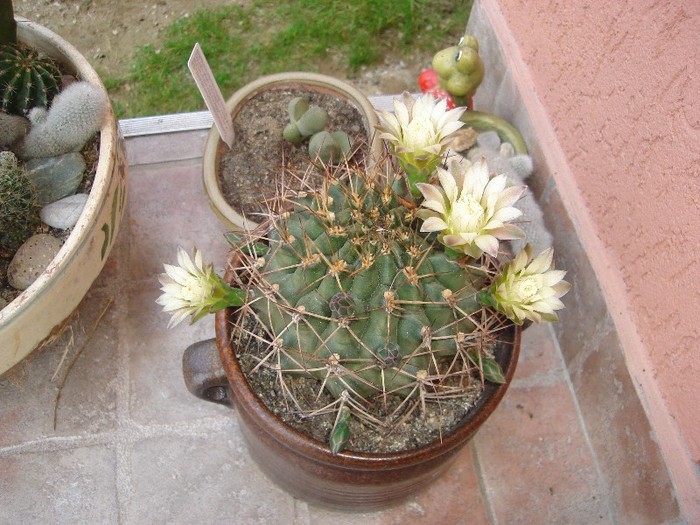 DSC03853 - Cactusi