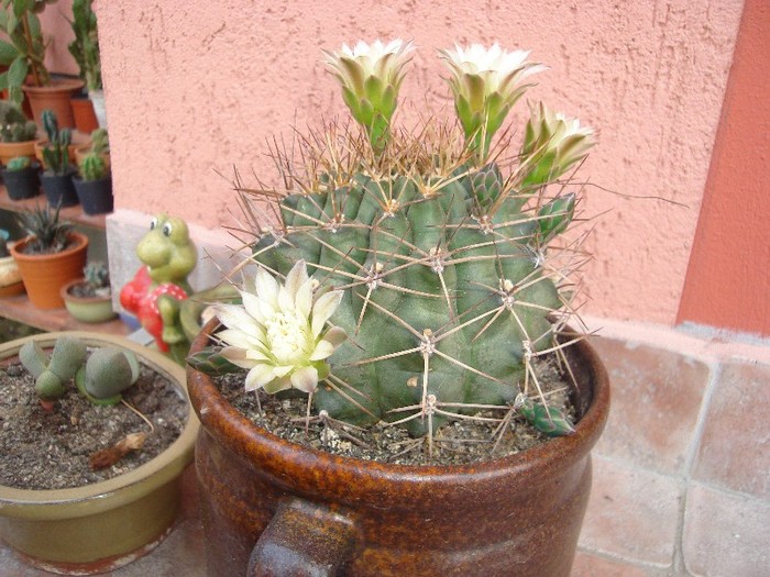 DSC03854 - Cactusi