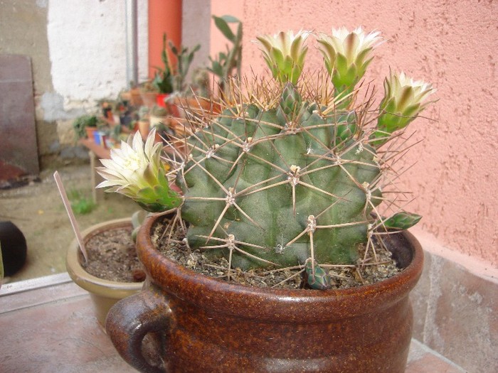 DSC03855 - Cactusi