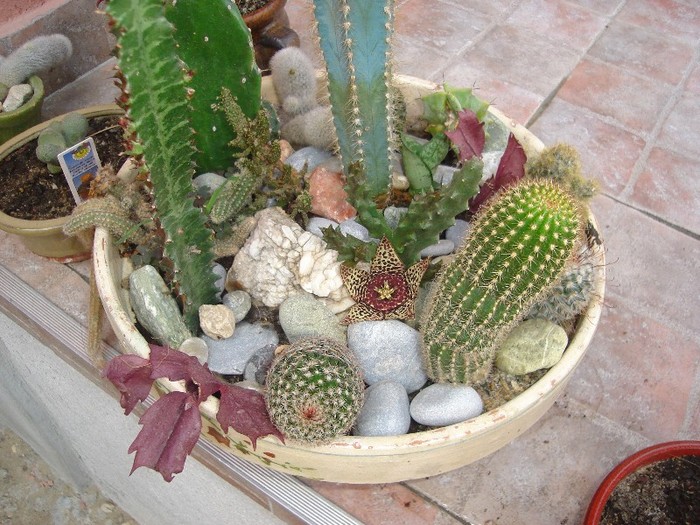 DSC03857 - Cactusi
