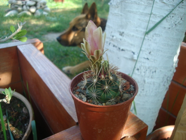 DSC04813 - Cactusi
