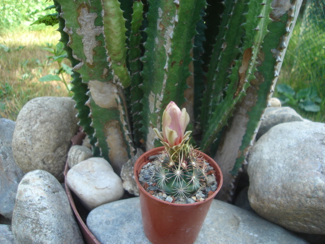 DSC04814 - Cactusi