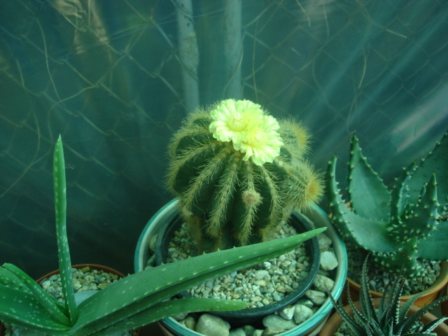 DSC04815 - Cactusi