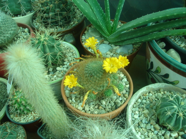 DSC04816 - Cactusi