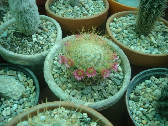 DSC04817 - Cactusi