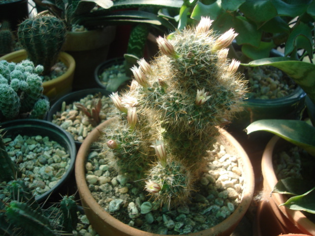 DSC04818 - Cactusi