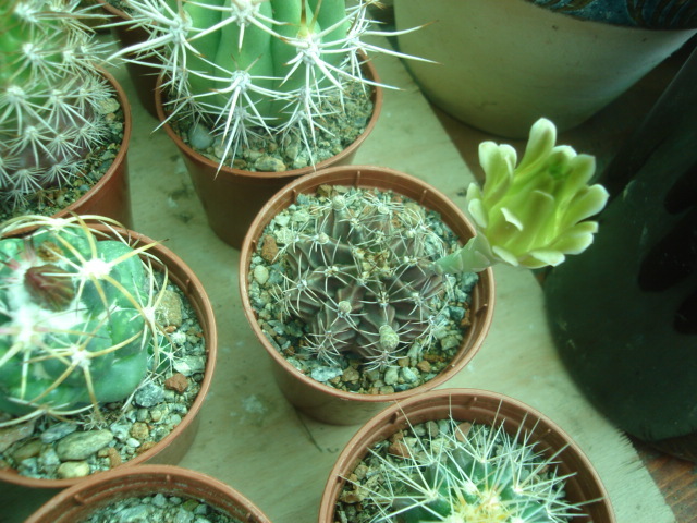 DSC04820 - Cactusi